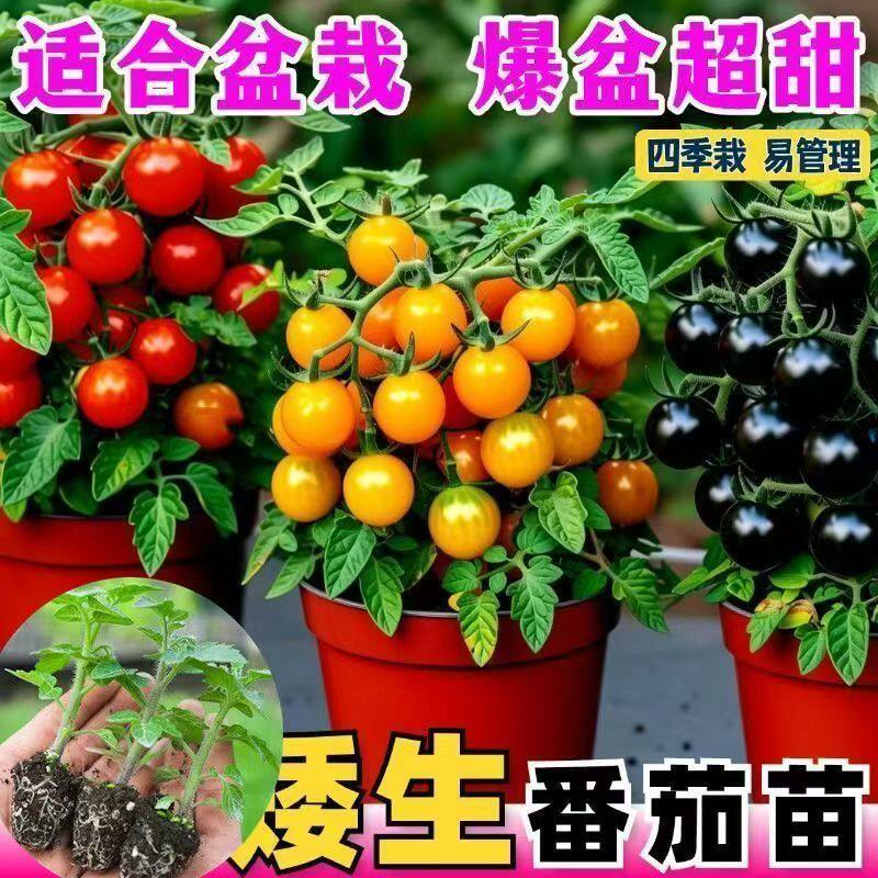 矮生樱桃小番茄苗阳台盆栽