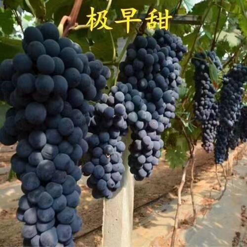 葡萄新品种早熟葡萄极早甜66葡萄苗甜66葡萄树苗耐零下30度不裂果
