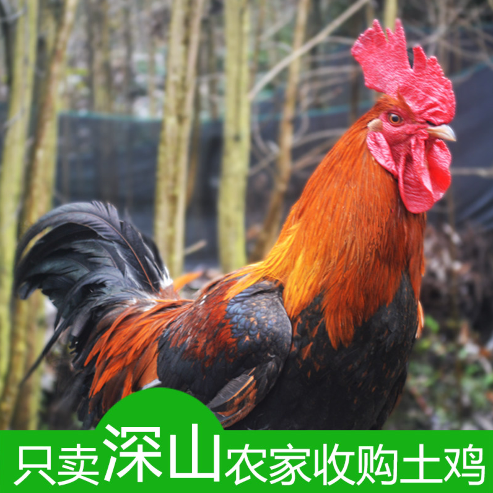 收购深山散养土公鸡新鲜农家老公鸡土鸡公 柴鸡土大公鸡现杀 红烧