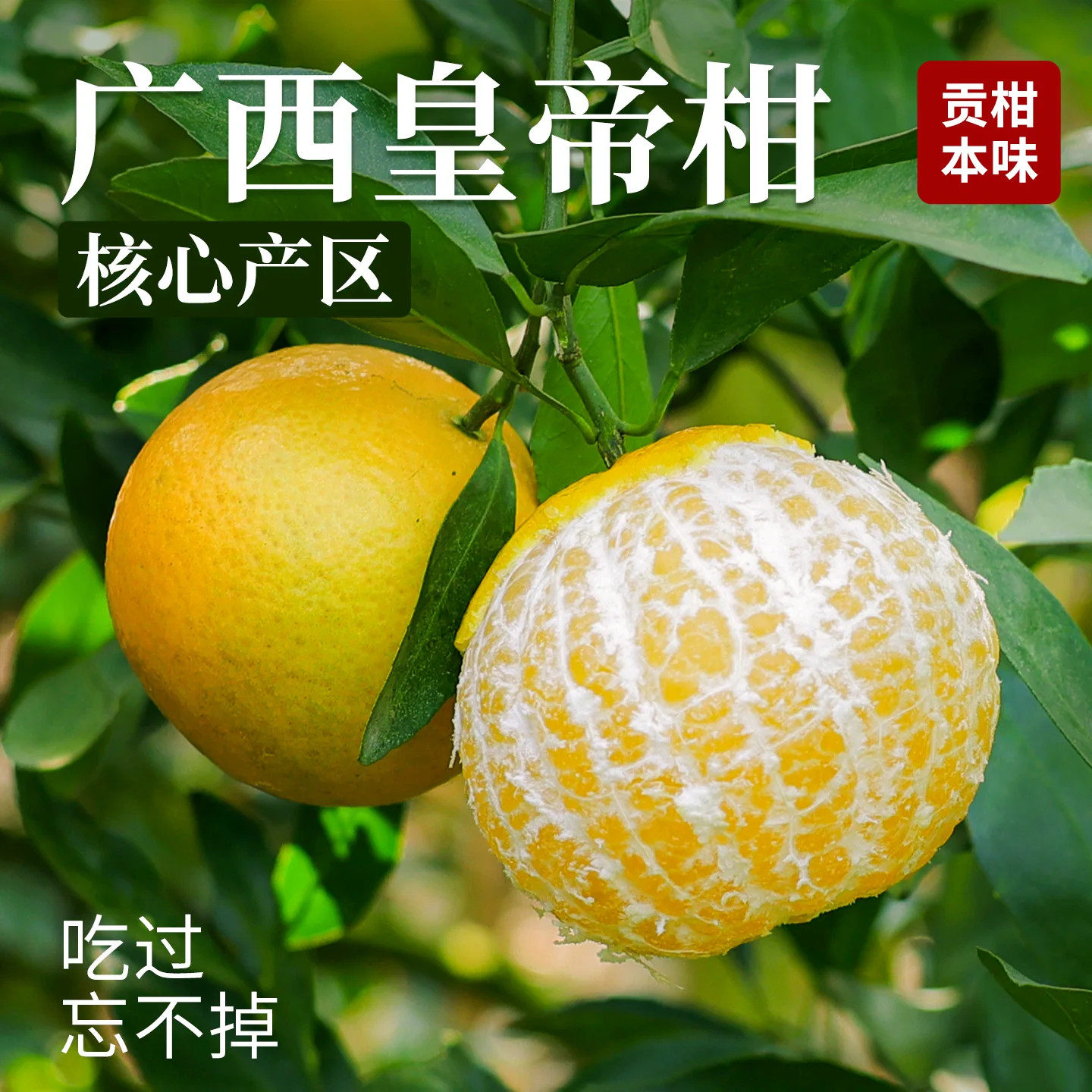 广西皇帝柑现摘纯甜大果包邮