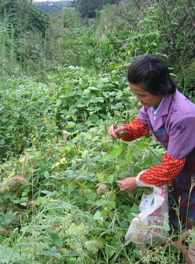 野生赤小豆薏米红豆粥