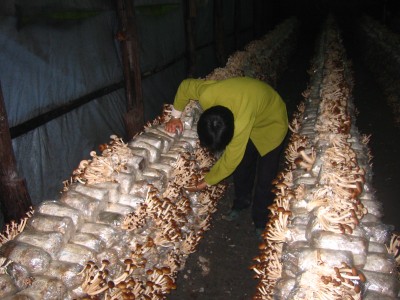 茶树菇干货品种香味农家