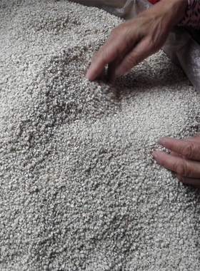 泰宁薏米仁 福建农家自产小薏苡仁  香糯新鲜500克2025年新货