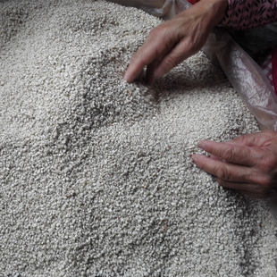 泰宁薏米仁 福建农家自产小薏苡仁  香糯新鲜500克2025年新货