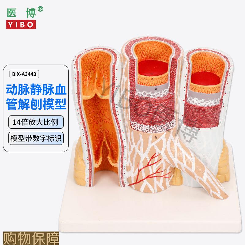 医博BIX-A3443动脉静脉血管解刨模型 人体血管解刨放大模型血管切