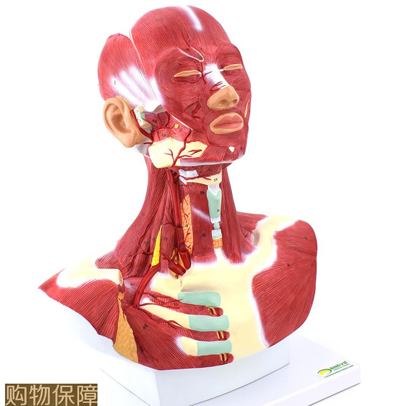 ENOVO颐诺人体头面部肌肉解剖头颈胸模型 艺用面部肌肉美术微整头