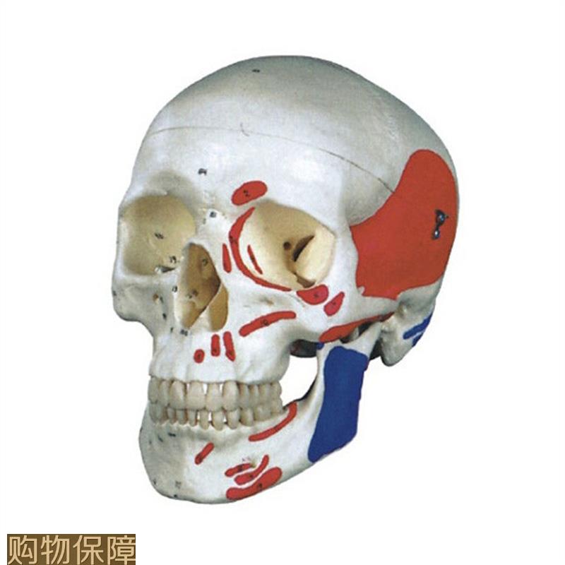 厂家直销正品自然大头颅骨肌肉着色模型 包邮