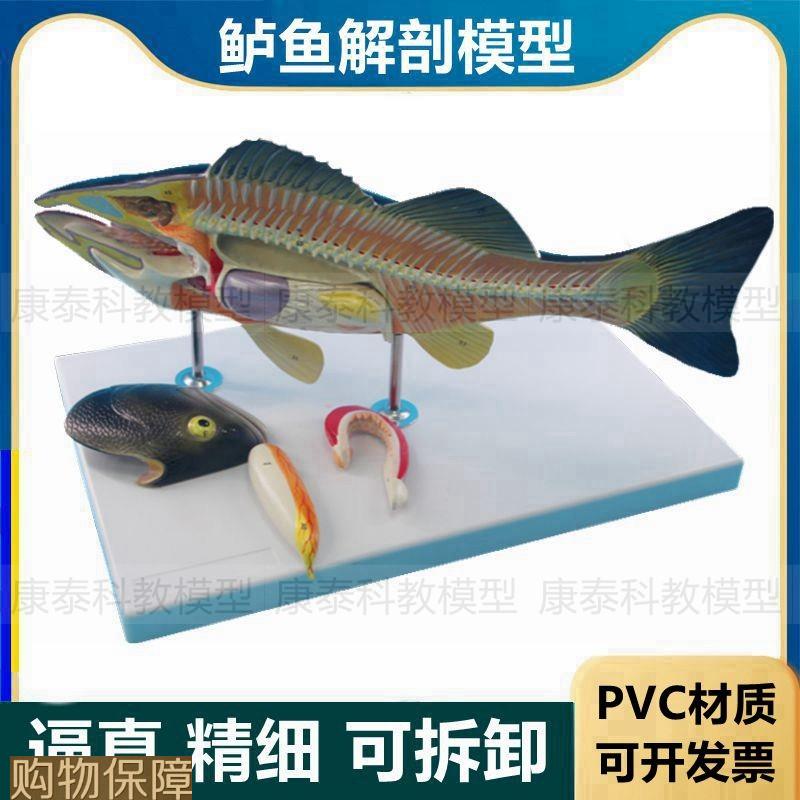鱼解剖模型鲈鱼内脏可拆卸标识水产教学标本研究鲫鱼放大模型仿真