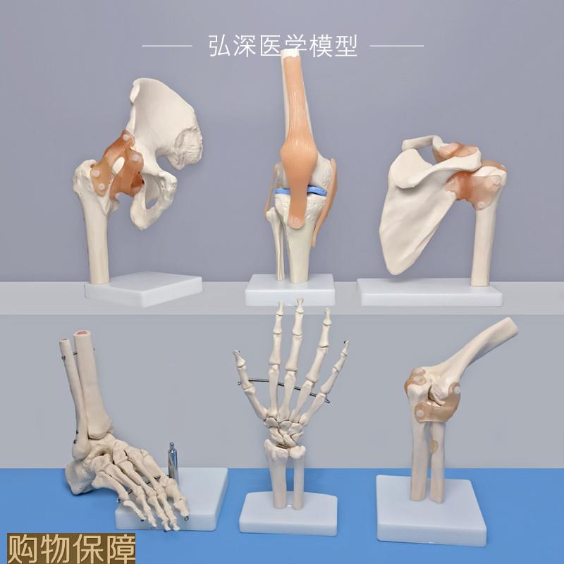 人体关节模型成人骨骼手脚踝头骨盆肩膝肘髋骨科韧带肌肉医学教学