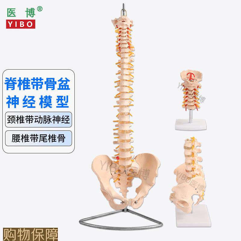 医博 人体脊椎模型 成人1:1腰椎颈椎带骨盆模型 人体骨骼骨架模型
