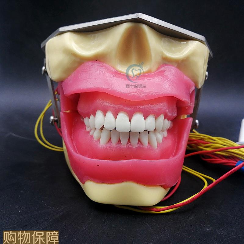 牙科 拔牙练习模型 麻醉牙模 软牙龈带蜂鸣器款 可按头模语音提示