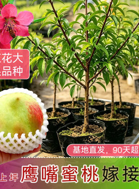 鹰嘴蜜桃嫁接苗河源连平上坪大果品种南方种植应季水果苗木带土杯