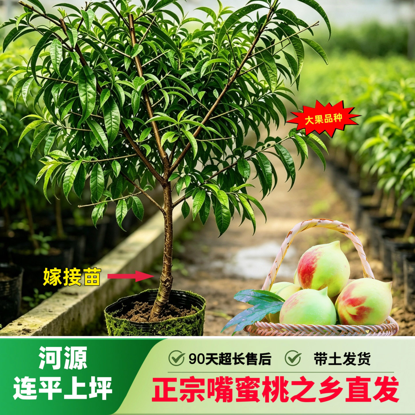 鹰嘴蜜桃嫁接苗大果品种南方种植果树种子/种苗
