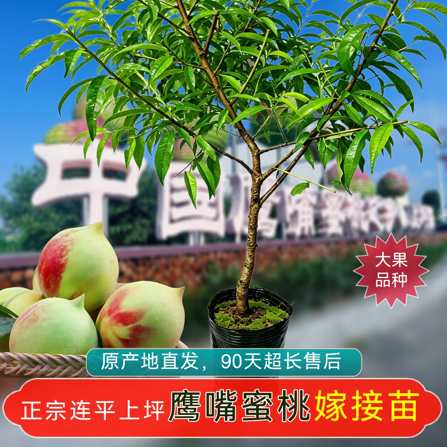 正宗广东河源连平上坪鹰嘴蜜桃嫁造型盆景