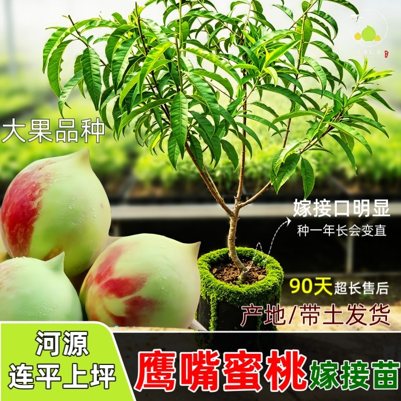 连平上坪鹰嘴蜜桃嫁接苗桃树苗盆果树种子/种苗