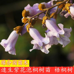 新品 开花泡桐小苗兰考紫花泡桐大果泡桐中国梧桐树苗速生泡桐树根