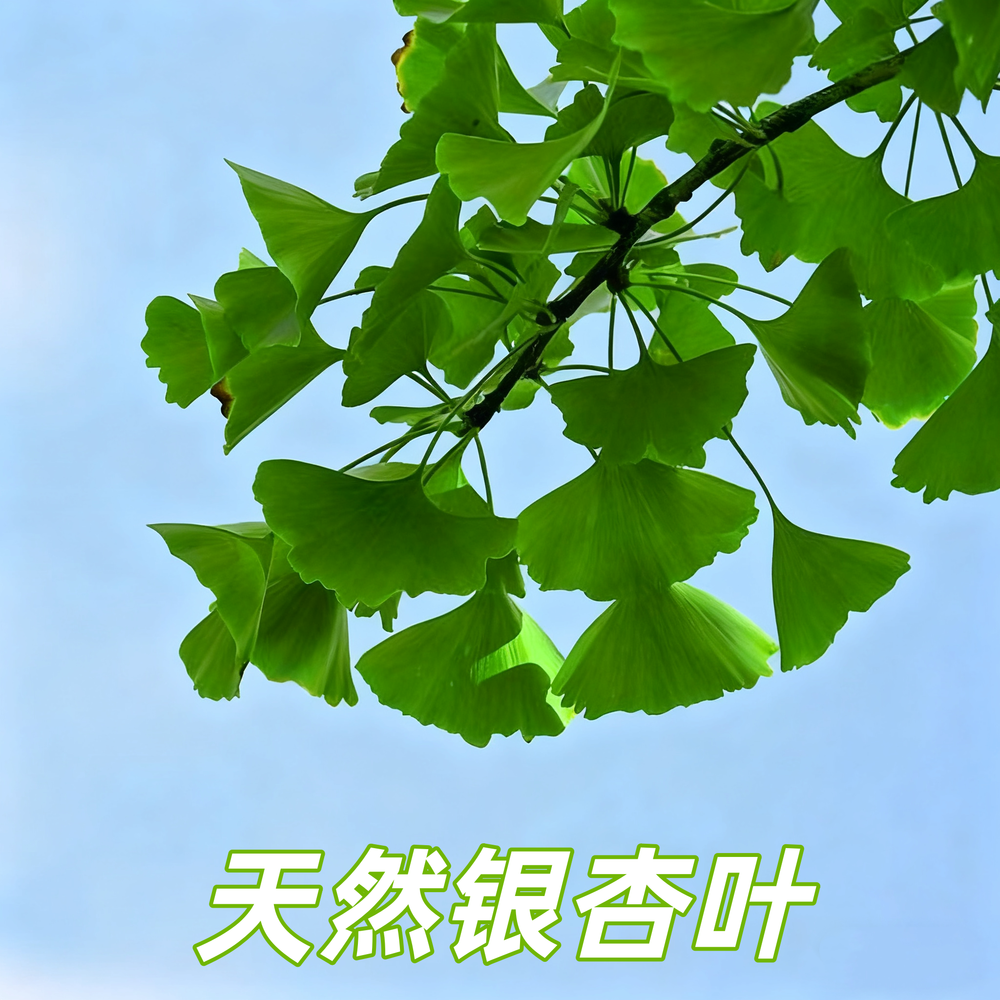银杏叶枯树叶枫叶干花标本真枯叶装饰秋收落叶贴画干树叶手工叶子图片