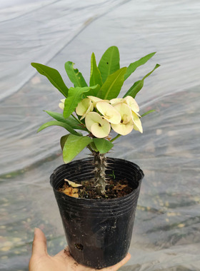 包成活黄色大叶大花虎刺梅盆栽铁海棠稀有品种耐旱耐暴晒四季花卉