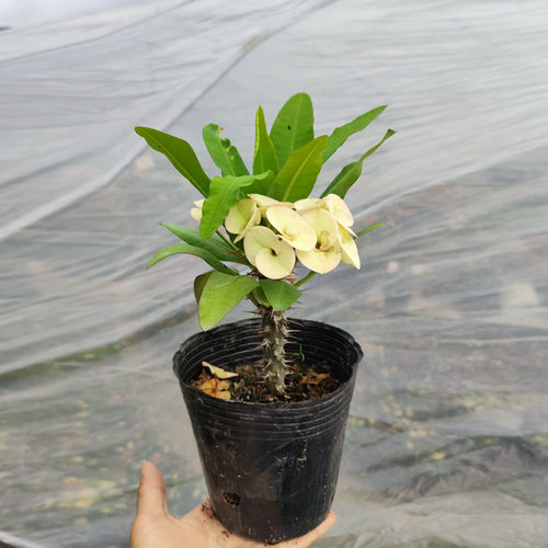 包成活稀有品种暴晒四季虎刺梅