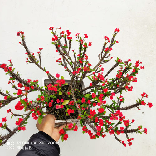 泥创佳艺特大老桩小叶小花虎刺梅