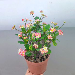 一物一拍稀有新品种虎刺梅盆栽铁海棠阳台四季花耐晒星条旗白五彩