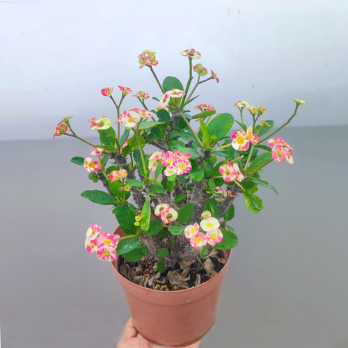 一物一拍稀有新品种虎刺梅盆栽铁海棠阳台四季花耐晒星条旗白五彩