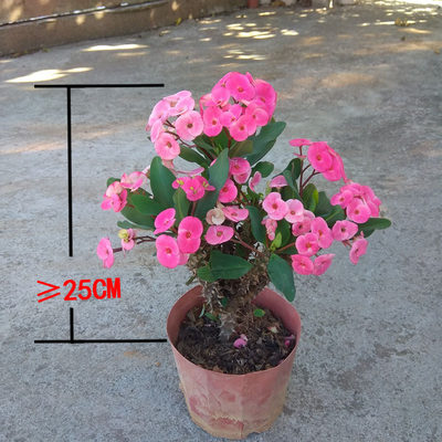 稀有新品种粉色大叶虎刺梅盆栽带花好养四季常年开花铁海棠麒麟花 虎窝淘