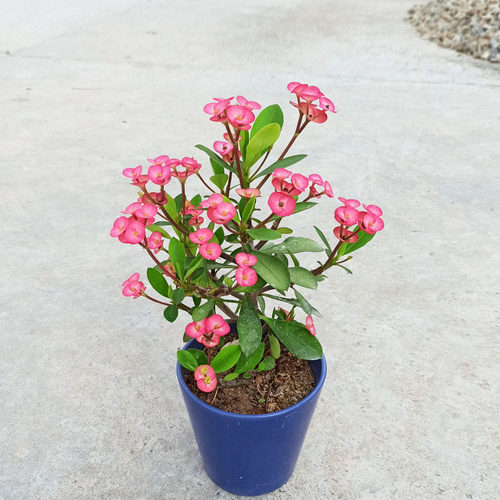 无刺虎刺梅粉色铁海棠带花包成活