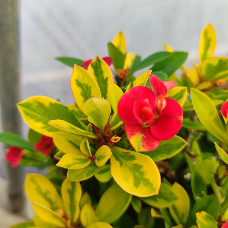 黄金虎刺梅稀有新品种金叶花叶