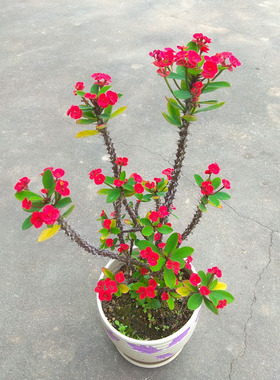 老桩小叶虎刺梅稀有品种四季开花盆栽麒麟花黄色铁海棠耐旱花卉粉