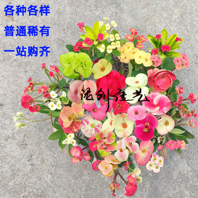 泥创佳艺虎刺梅基地直播专用链接