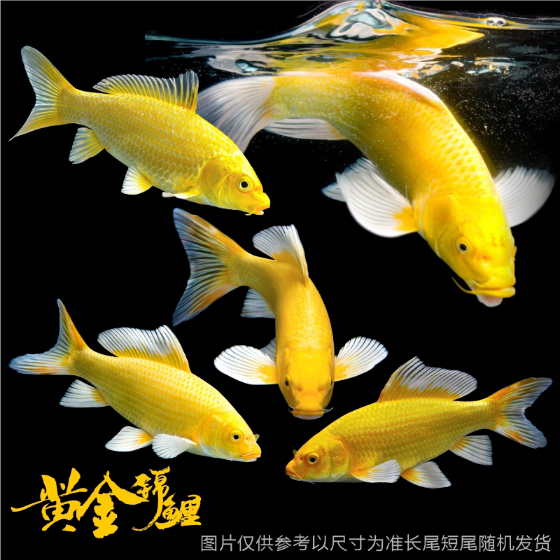 冷水观赏鱼好养耐活黄金锦鲤鱼苗