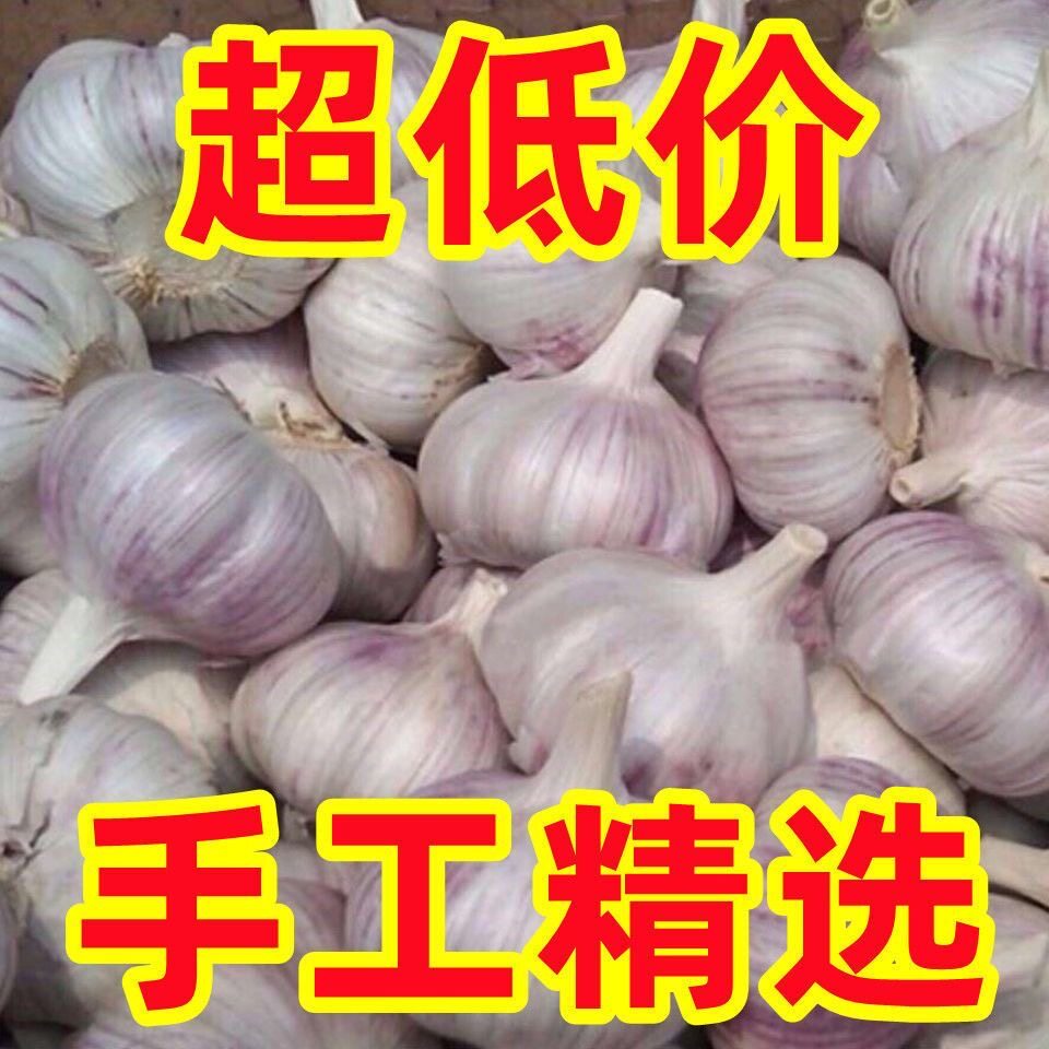 河南农家干大蒜紫白皮大蒜头当季新鲜干蒜种子蔬菜200g起包邮
