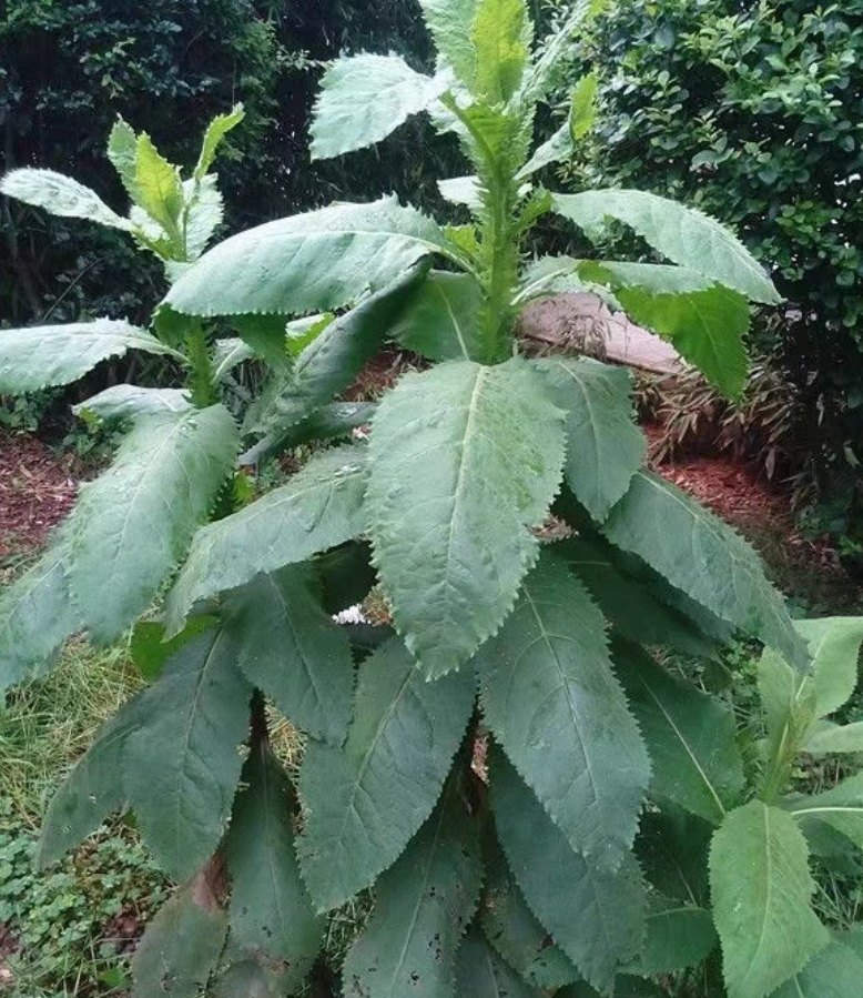 云南药材 臭灵丹 臭铃铛 狮子草臭叶子山林丹无硫 精选铁甲草包邮