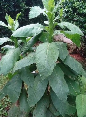 云南药材 臭灵丹 臭铃铛 狮子草臭叶子山林丹无硫 精选铁甲草包邮