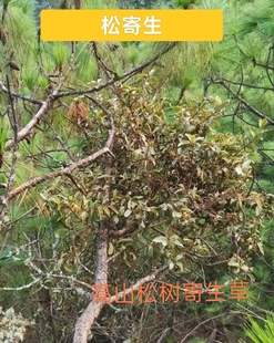 云南山区正宗松树寄生草中药材寄生茶老树现采带松枝寄生茶包邮