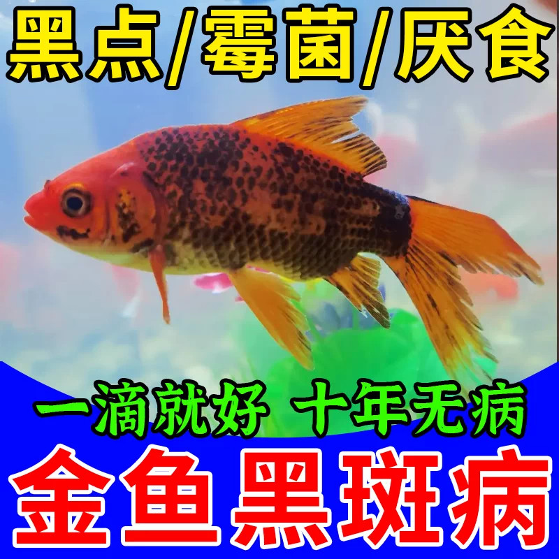 金鱼黑斑病锦鲤鱼病专用药鱼白点病水霉烂身烂鳍鱼消毒杀菌剂