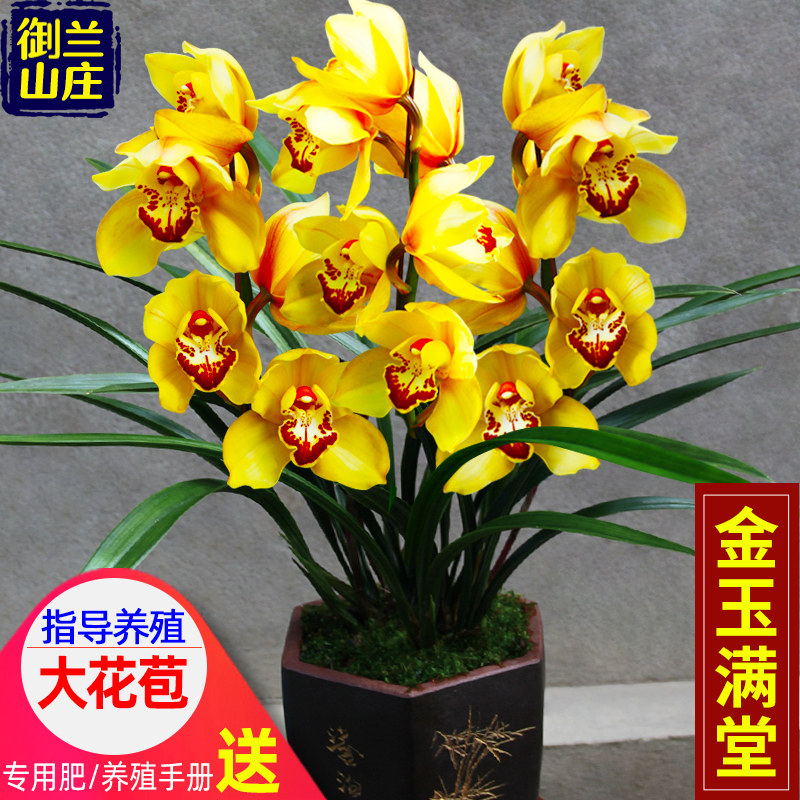 名贵兰花苗【金玉满堂】宽叶大花朵阳台花卉盆栽室内绿植四季兰草