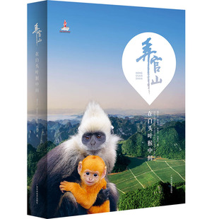 弄官山:在白头叶猴中间