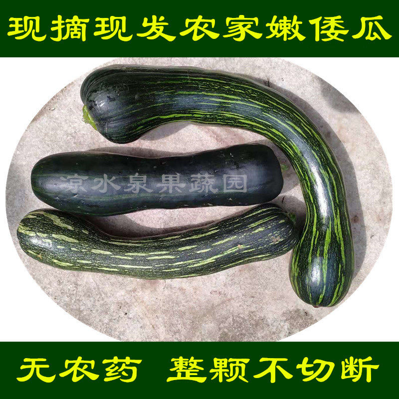 嫩南瓜新鲜青嫩倭瓜农家绿色蔬菜长小窝瓜北瓜方现摘现发包邮当季