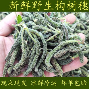 新鲜构树穗构树花野生构蒲穗狗穗构桃穗蒸野菜狗朴素楮不揪子包邮