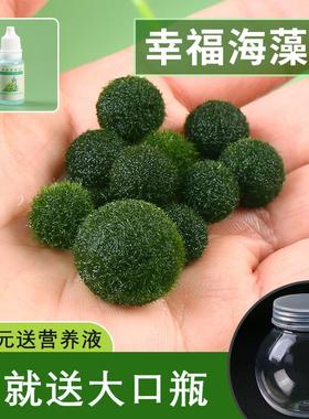 marimo海藻球生态瓶迷你植物桌面微景观海草球宠物水生球藻绿藻球