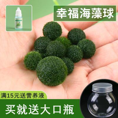 marimo海藻球微景观球藻生态瓶
