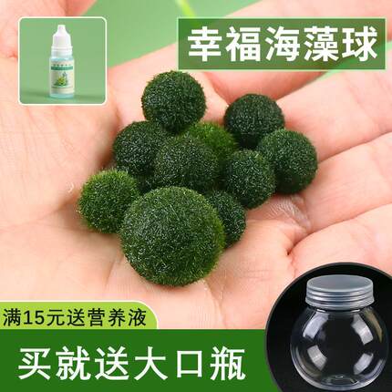 marimo海藻球生态瓶迷你植物桌面微景观海草球宠物水生球藻绿藻球