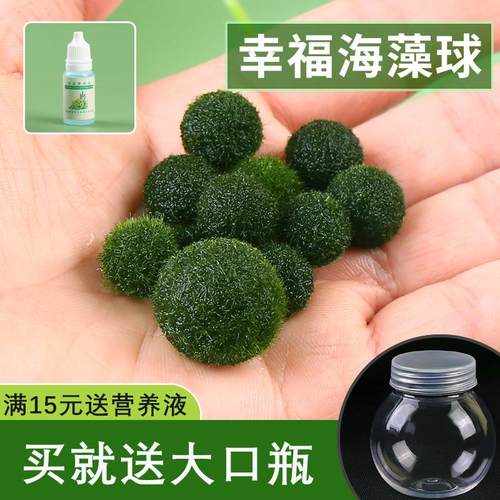 marimo海藻球微景观球藻生态瓶