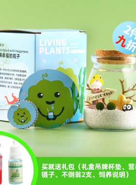 marimo海藻球生态瓶宠物创意迷你植物桌面绿藻水培微景观摆件礼物