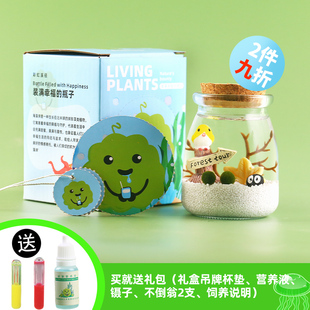 marimo海藻球生态瓶球藻创意迷你植物桌面绿藻微景观摆件毕业礼物