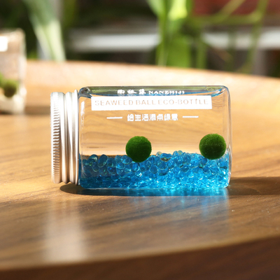marimo海藻球生态瓶微diy小摆件