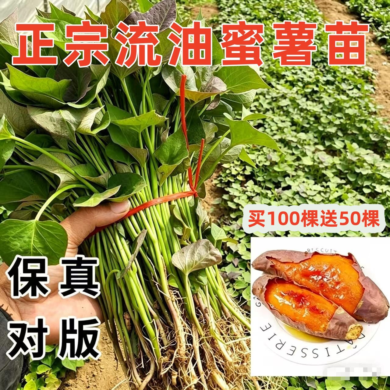 红薯苗烤流油流蜜苗西瓜红苗好吃
