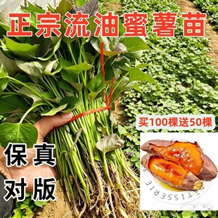 红薯苗地瓜苗紫薯苗密薯苗西瓜红薯苗板栗薯秧苗红薯苗老品种薯苗
